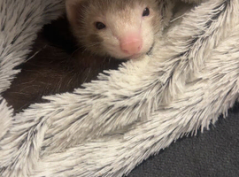 Female ferret