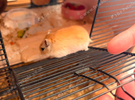 2 lovely gerbils (sisters)