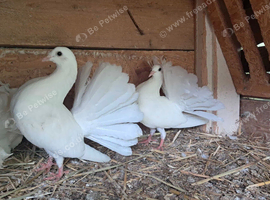 PURE WHITE GARDEN FANTAILS PIGEONS DOVES