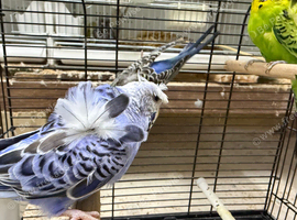 Helicopter budgie