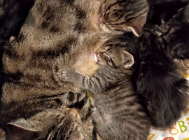 Sweet little kittens