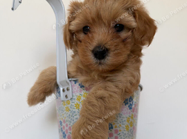 Adorable Toy Maltipoos