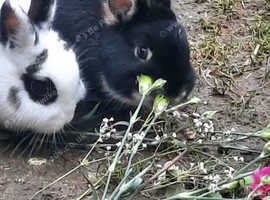 2 small female  rabbits