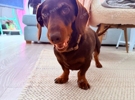 Female dachshund wanted