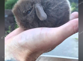 Mini lop babies