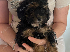 Cavapoo puppies