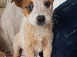 Two beautiful cattle dogs for sale