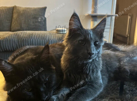 6t0 ovno Blue grey male maincoon 4m