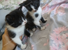 5 beautiful kittens