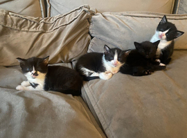 Kittens for forever home