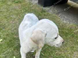 7 week old boy mixed breed