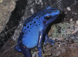 Dendrobates tinctorius Azules Blue Poison Dart Frog Tadpoles