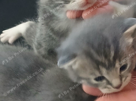 Kittens and mother looking for a loving home