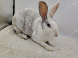 3 lovely mini rex