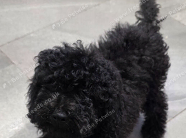 Poodle puppies