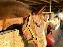 Stunning 16.2 4 yr old Chestnut ID mare