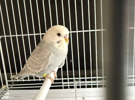 Baby budgie