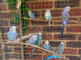 Budgie