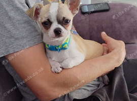 Apple head chihuahua boy 17w