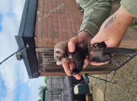 Male hob