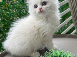 Pure Ragdoll Kittens &ndash; Available for Reservation
