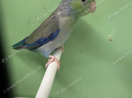 Pair celestial parrolets