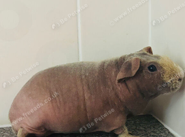 Male skinny pig