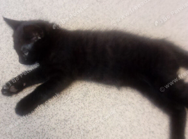 READY AND WAITING TO GO KITTENS RARE COLOUR