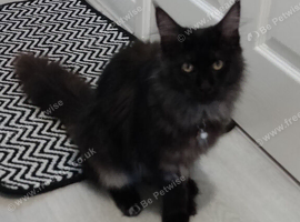 7 month old female Maine coon for sale