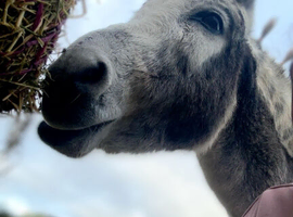 Look for a donkey