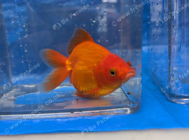 Quality Fancy Goldfish