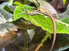Casque Head Iguana babies