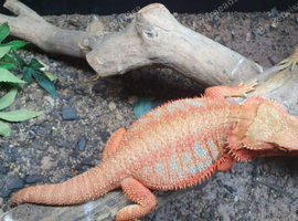 Breeding project male , female