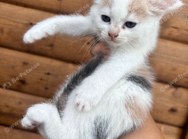 5 beautiful kittens