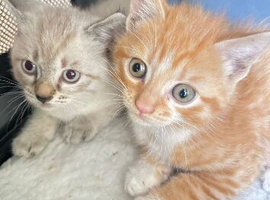 Kittens for Sale
