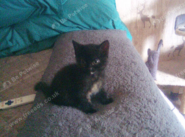 Little girl kitten