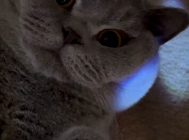 17 month old male BSH LILAC CAT