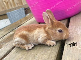 ️ Gorgeous mini Rex ️