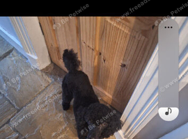 Black young adult male toy/mini poodle kc registered