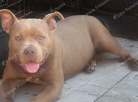 ** Female Pocket Bully**