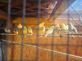 Mixed canaries