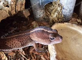 African fat tailed gecko's pair