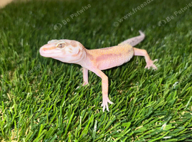 HYPO LEOPARD GEKKO