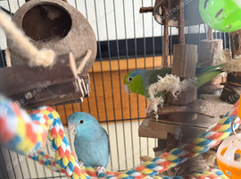 2 x parrotlets and cage