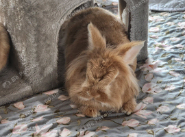 Female rabbits