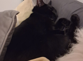 15 month black cat