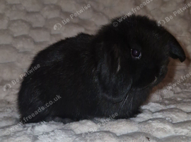 Mini Lop Girls