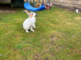 Beautiful lionhead and Rex