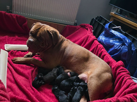 Dogue de bordeux x lab