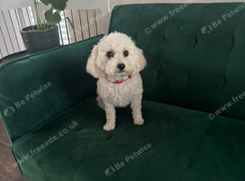 Stunning Female Poochon